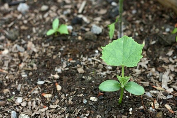 Soil for cucumbers