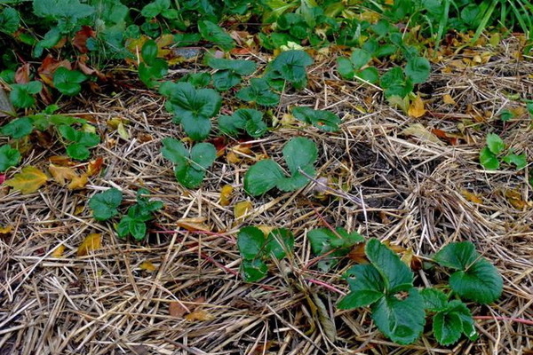 preparing strawberries for winter