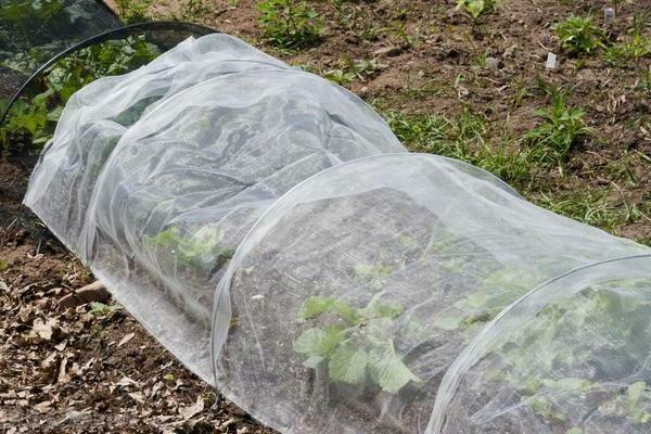 preparing strawberries for winter