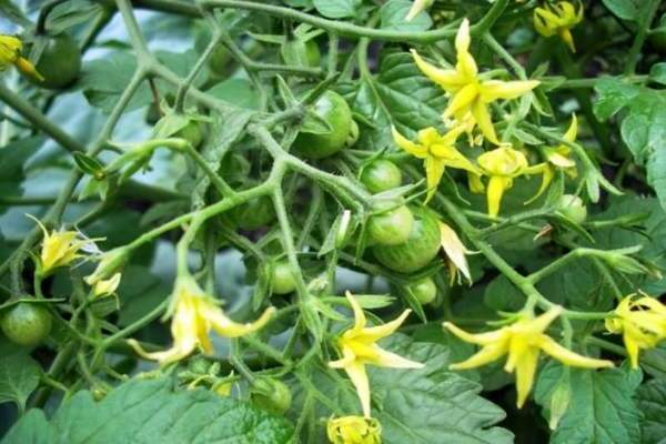 eine Tomate während der Blüte füttern