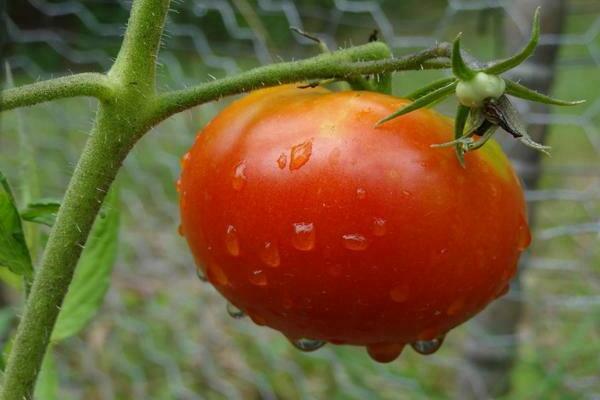 eine Tomate während der Blüte füttern