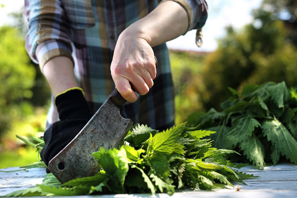 nettle feeding