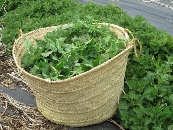 nettle feeding