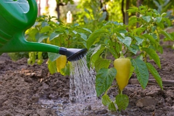 feeding peppers