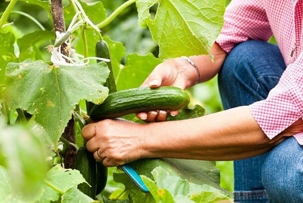 feeding cucumbers