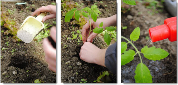 feeding tomatoes in the open field