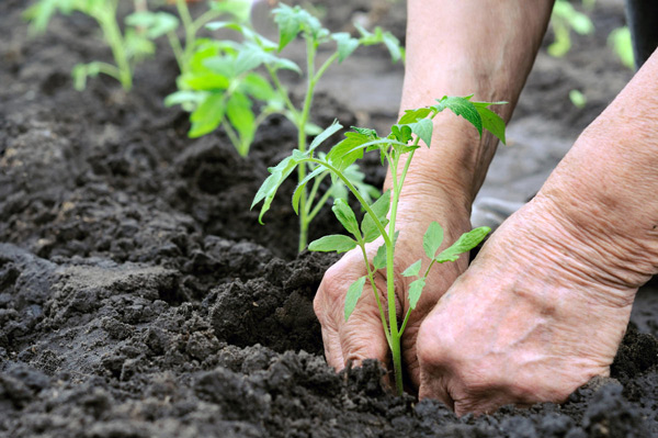 feeding tomatoes in the open field