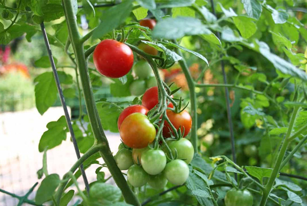 Tomaten auf freiem Feld füttern