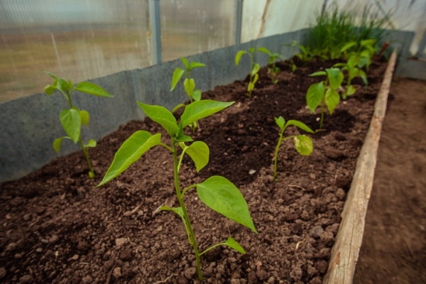 de eerste voeding van paprika's na het planten in de kas