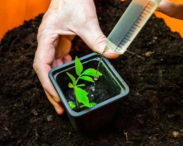 feeding tomato seedlings