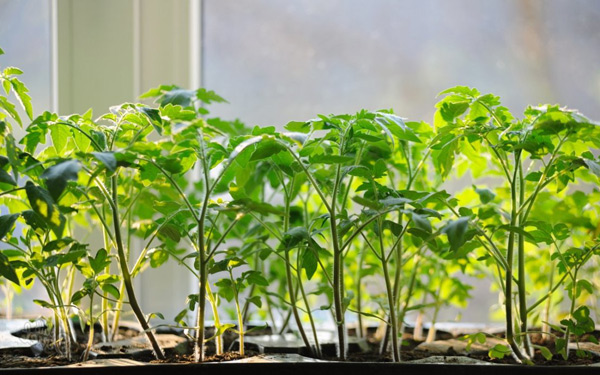 feeding tomato seedlings