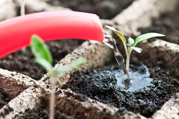 feeding tomato seedlings