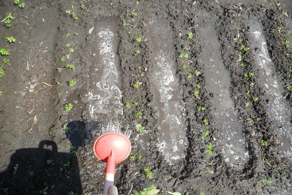 Top dressing of carrots and beets