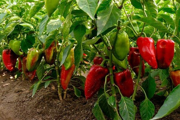 feeding peppers