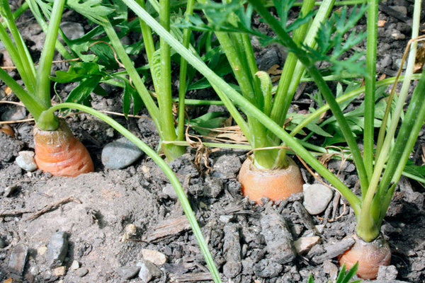 feeding carrots and beets