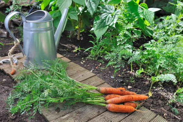 Top dressing of carrots and beets