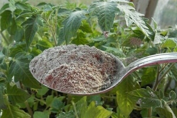 yeast + for feeding tomatoes + and cucumbers