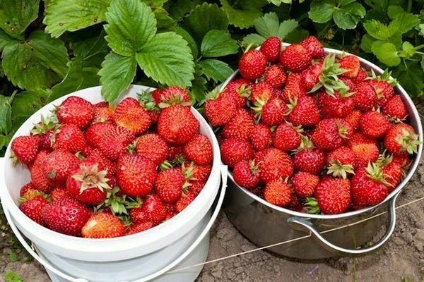 Ang pagpapakain ng mga strawberry na may lebadura: ang mga pakinabang ng mga patubo na lebadura