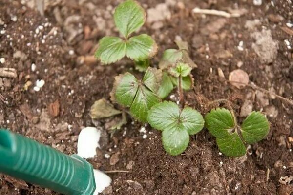 Die erste Fütterung von Erdbeeren im Frühjahr mit Hefe