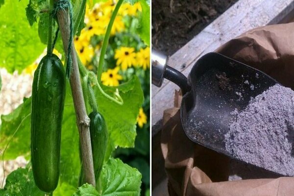 pagpapakain ng mga pipino na may mga remedyo ng katutubong