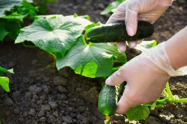 dressing yeast ng pipino