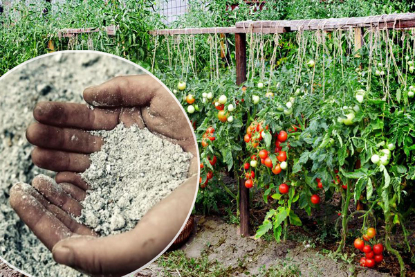 Fertilizing Tomates: katutubong pamamaraan