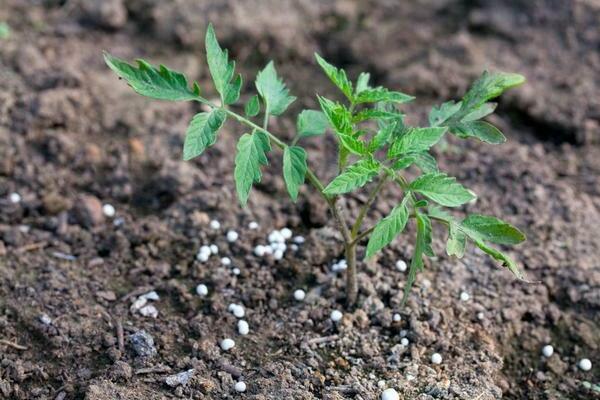 Mineral fertilizer for tomatoes