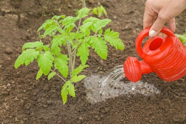 Meststoffen bij het planten van een tomaat, voor zaailingen