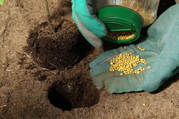 Fertilizing isang kamatis sa isang greenhouse