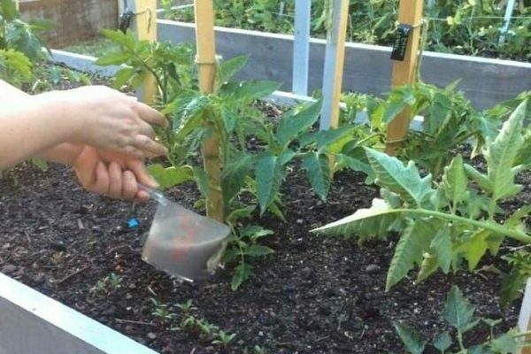 Tomaten mit Hefe im Gewächshaus füttern