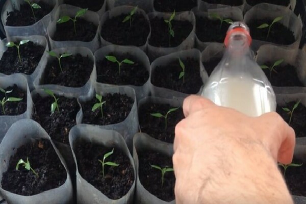 feeding tomato seedlings