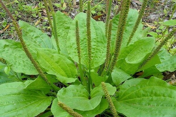 plantain