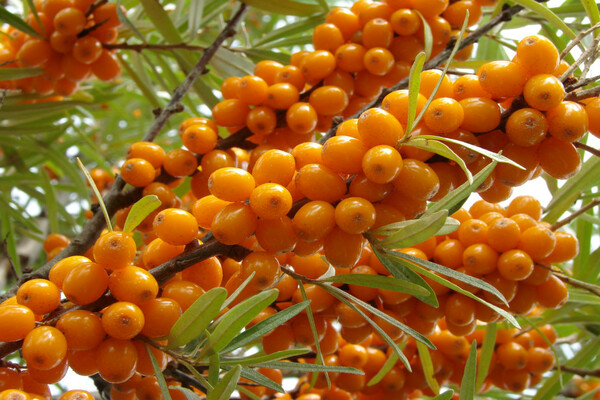 paglalarawan ng sea buckthorn