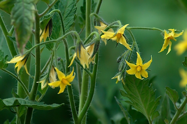 Tomaten während der Blüte im Gewächshaus füttern