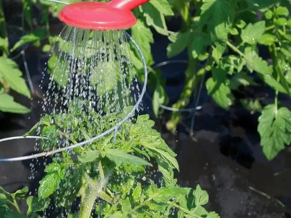 geef de tomaten water