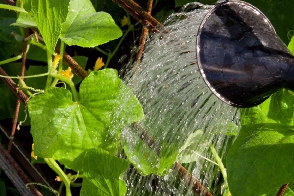 cucumbers do not bloom