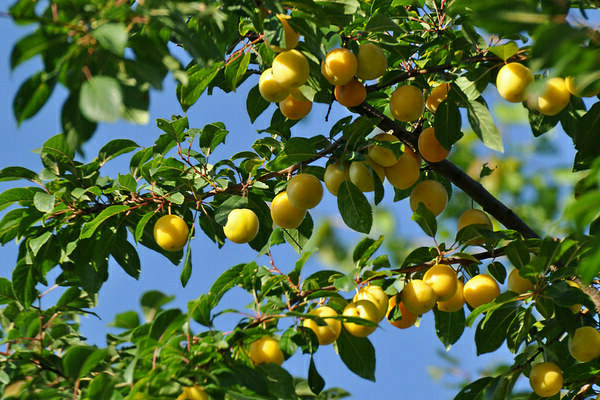 the benefits of cherry plum