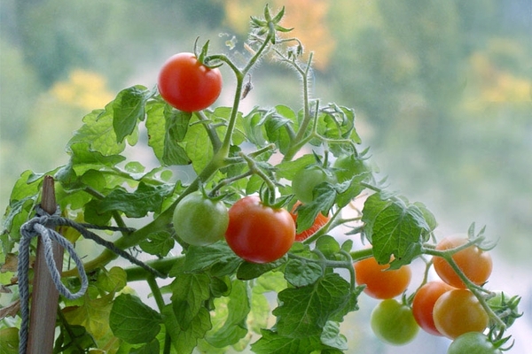 Tomaten füttern