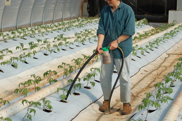 pagpapakain ng kamatis sa isang greenhouse