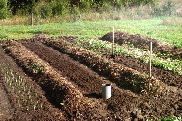 feeding peppers in the ground