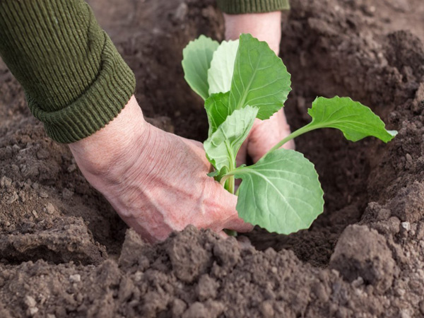 planting cabbage in the ground