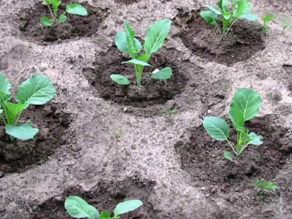 planting cabbage in the ground