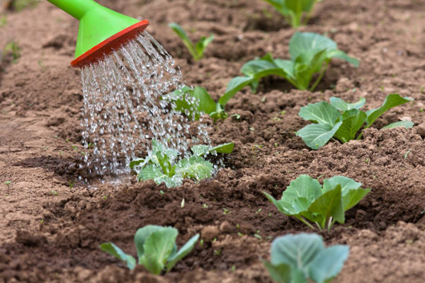 planting cabbage in the ground