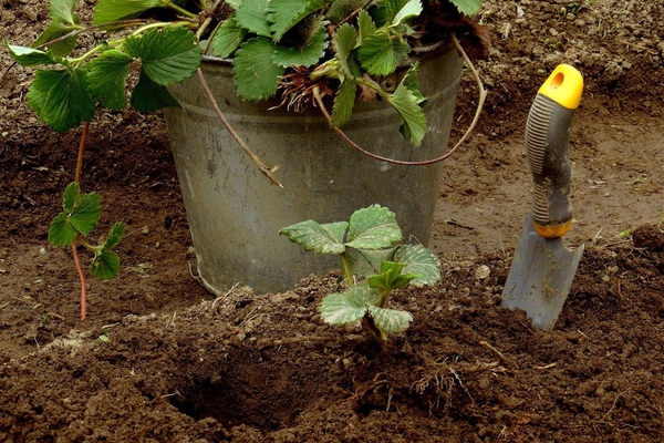 correct transplanting of strawberries