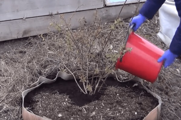 Planting blueberries in autumn