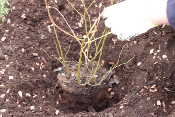 Planting garden blueberries in autumn: preparation