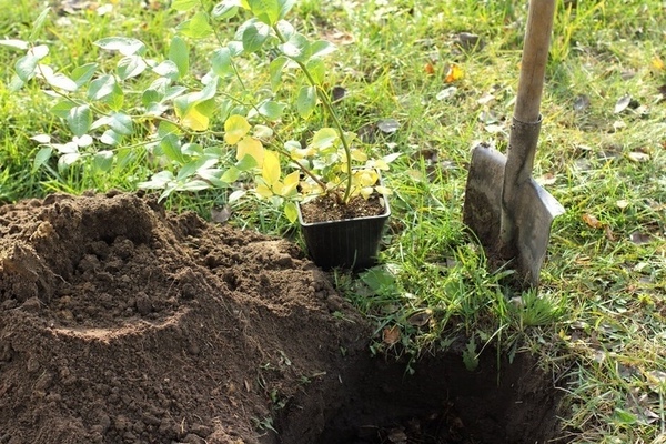 Planting time for blueberries in autumn