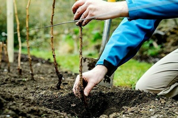 plantation de framboises et soins