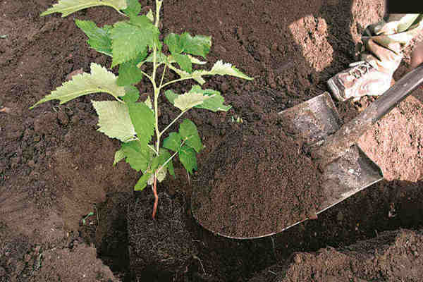 Himbeeren pflanzen und pflegen