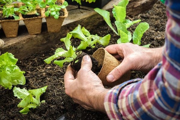 planting june